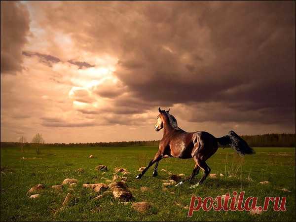 Лошади. Фото, часть 9 – Блог. Run, пользователь Марина Николаева | Группы Мой Мир