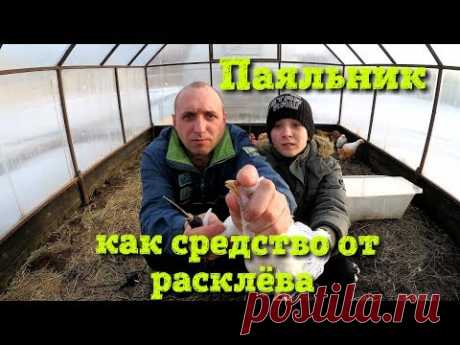 Расклев у цыплят//Паяльник рулит