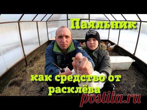 Расклев у цыплят//Паяльник рулит