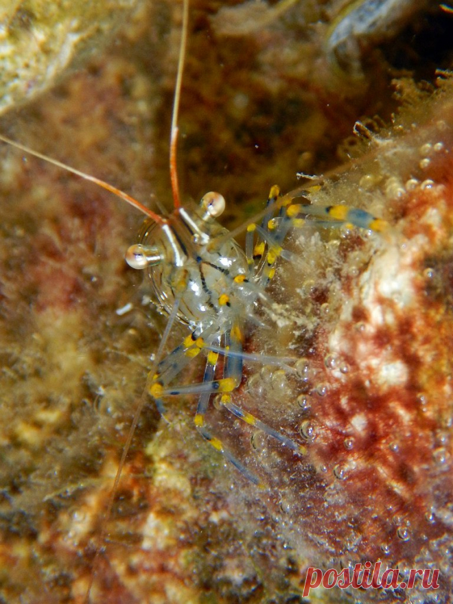 Palaemon elegans.