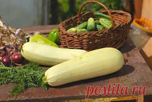 Рецепты маринования и засолки кабачков на зиму .