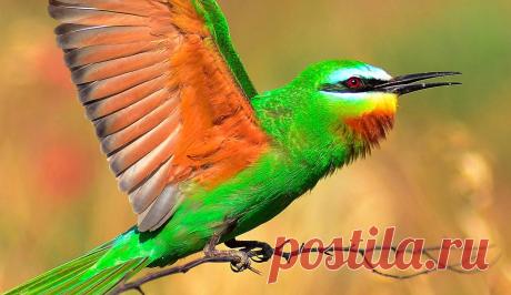 птичий рай аггельский национальный парк: 15 тыс изображений найдено в Яндекс.Картинках