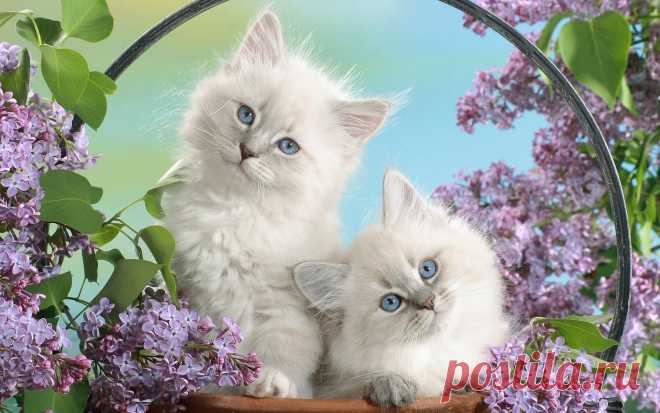 котята на рабочий стол 011962 Котята маленькие пушистые белые цветы