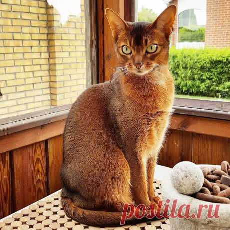 АБИССИНСКАЯ КОШКА: загадочная красотка