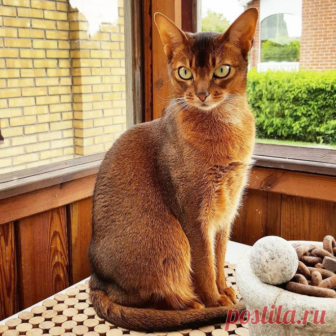 АБИССИНСКАЯ КОШКА: загадочная красотка