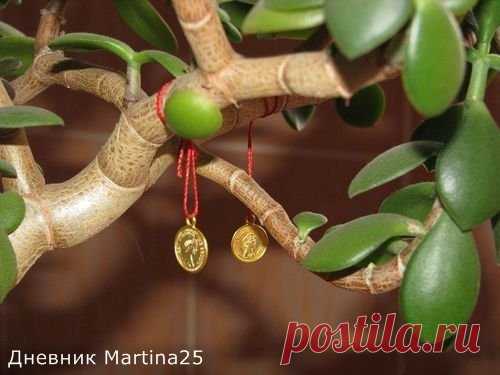 Приметы, связанные с растениями