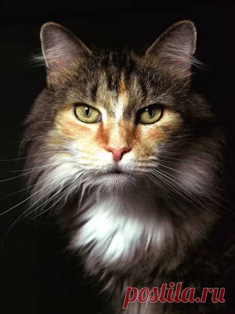 Local Photographer’s Work Increases Pet Adoptions - The Roanoke Star News