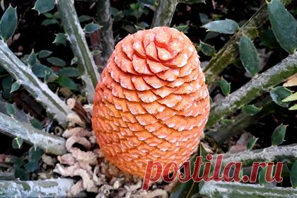 В Томске расцвело редчайшее растение с большой оранжевой «шишкой». В оранжерее Сибирского ботанического сада в Томске расцвел энцефаляртос устрашающий, который удивил россиян своей большой и необычной оранжевой «шишкой». Уточняется, что это растение появилось на планете еще до эпохи динозавров, оно близко к уязвимому положению. В естественной среде встречается редко.