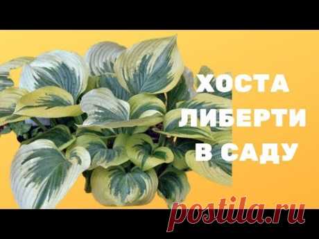 Хоста либерти в саду - YouTube