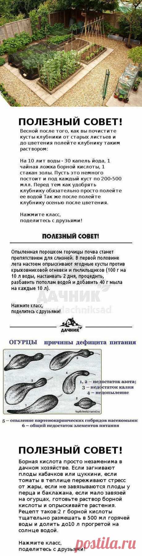 (30) Удивительный дачный мир