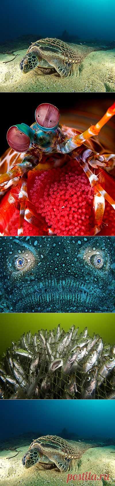 &raquo; Лучшие фотографии подводного мира 2010 Это интересно!