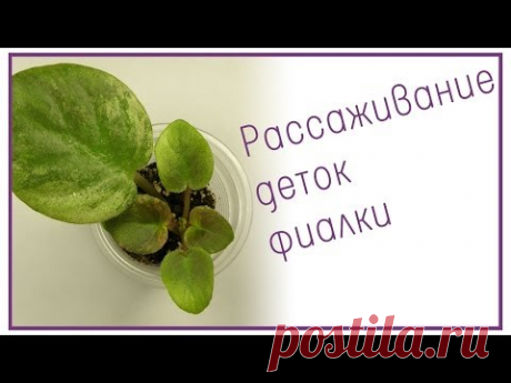 Рассаживание деток фиалки