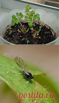 Как избавиться от цветочных мошек.