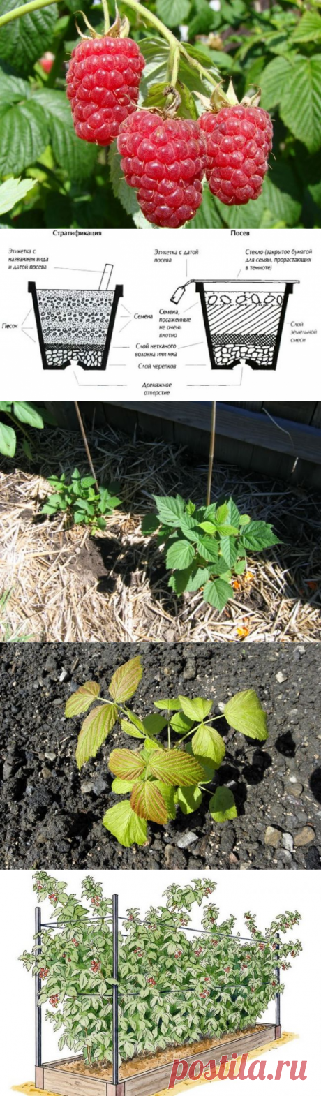 Методы и секреты выращивания малины на даче