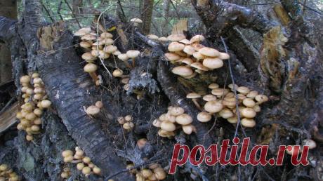 Конаковский Мох. Лето 2010