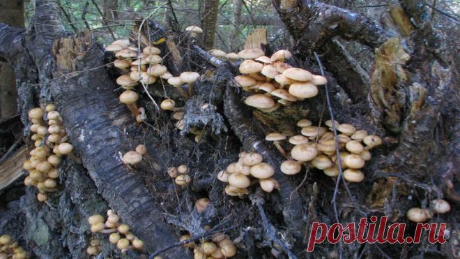 Конаковский Мох. Лето 2010