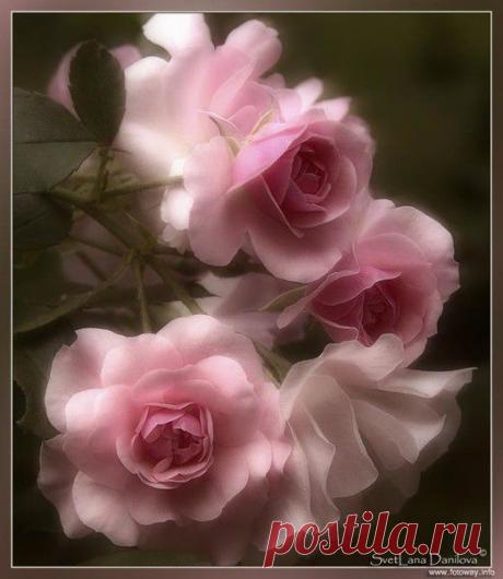 ПОСЛАНИЕ САЛУСА с СИРИУСА от 16 мая 2014 года. | СОТВОРЧЕСТВО В СВЕТЕ | Группы Мой Мир