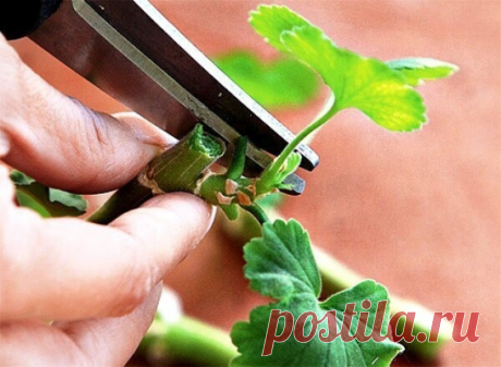 Как правильно нужно черенковать! Полезные советы

О том, что можно вырастить растение из черенка, который пустит корешки в банке с водой на подоконнике, знают практически все дачники. Но, увы, не всегда и не со всеми растениями этот опыт бывает успешен.

Но, если вы запомните несколько несложных правил, это позволит вам избежать многих ошибок при разведении декоративных и плодовых культур.

Итак,
Правило 1. Обычно для черенка мы используем то, что всегда найдется под рукой...