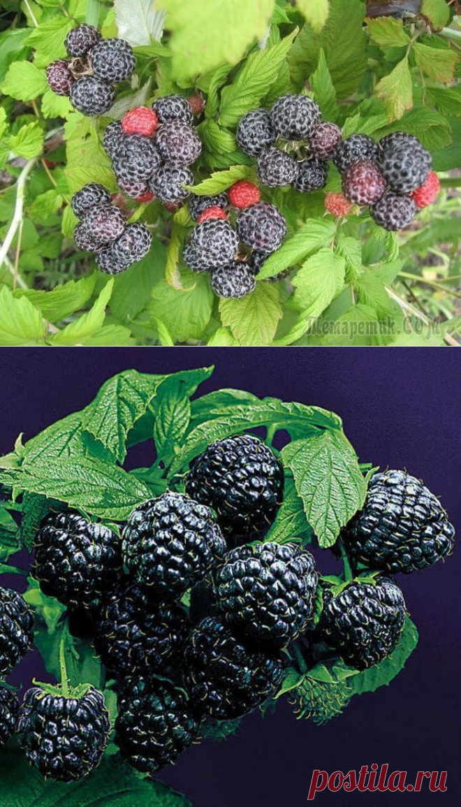 Черная малина кумберленд: секреты выращивания
