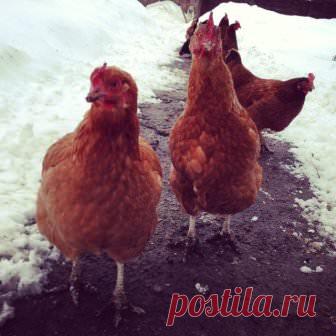 Куры в теплице зимой: уход, кормление, советы