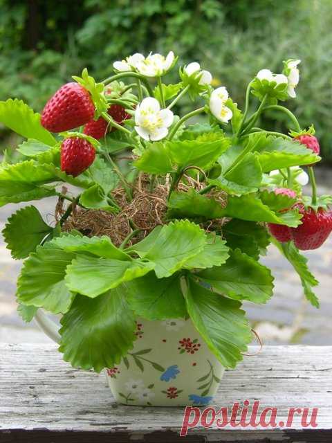 Клубника из полимерной глины. Мастер-класс | Домохозяйка