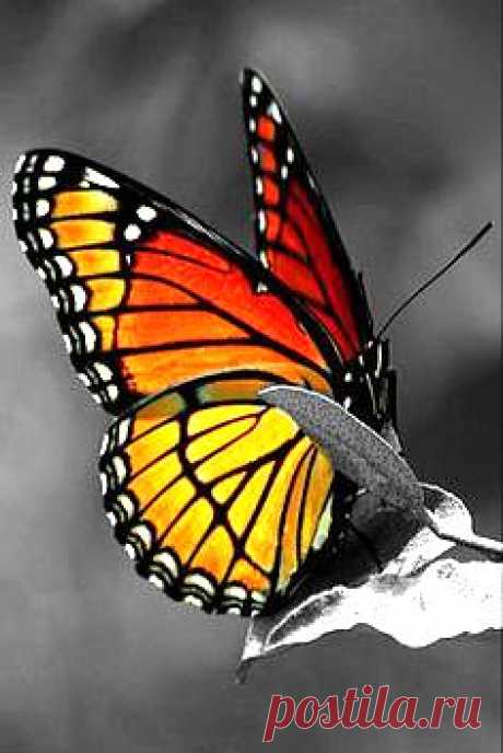 бабочка