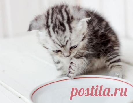 Практичная памятка Catster о гидратации питомцев: где ставить миски, почему кошкам часто помогает фонтанчик, какие признаки обезвоживания заметить дома и когда лучше не откладывать консультацию с ветеринаром.