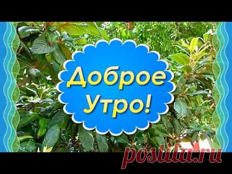 (22) Пожелание Хорошего Утра и Дня🌼Доброе Утро Хорошего Дня🍀С Добрым Утром - YouTube