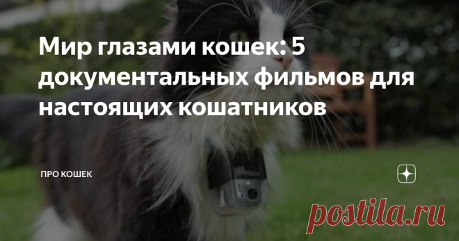 Мир глазами кошек: 5 документальных фильмов для настоящих кошатников Хотите увидеть мир глазами пушистого друга? Тогда эта подборка для Вас!