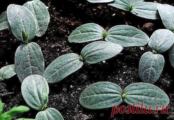 Огурцы : сильнее корни - больше урожай