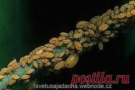 Как бороться с тлей | Наша дача