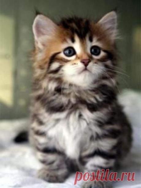 1184819.jpg (1000×1333)