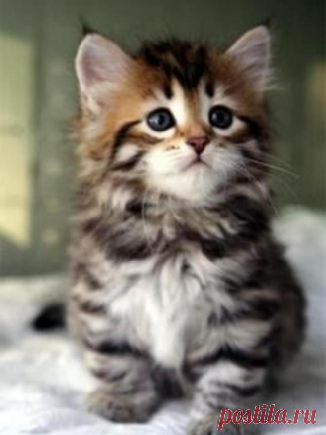 1184819.jpg (1000×1333)