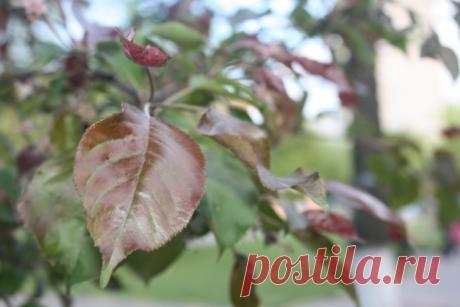 ЗАЩИТНЫЕ СВОЙСТВА ДЕРЕВЬЕВ. Часть II. Свинец и Ко - Садоводка