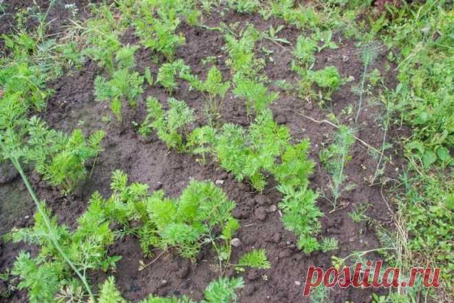 Какие вредители и болезни подстерегают огородника в августе: способы борьбы. Морковь страдает от второго поколения морковной мухи.