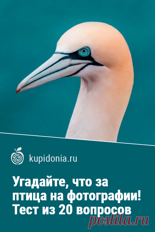 Угадайте, что за птица на фотографии! Тест из 20 вопросов. Птицы и всё, что с ними связано — стали популярной темой на нашем проекте. Тест о них, который мы подготовили для вас сегодня, состоит из 20 вопросов с картинками и небольшими подсказками. Проверьте свои знания и визуальную память!