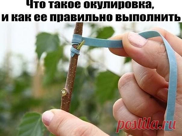 Что такое окулировка, и как ее правильно выполнить

Раз уж вы обзавелись садом и цветником, искусству прививки деревьев и кустарников надо бы научиться обязательно. Тем более, процедура эта не бог весть какая сложная, и освоить её сможет каждый садовод.

Все разновидности прививок — по полочкам

Прежде чем взяться за какое-то дело, всегда неплохо прочитать инструкцию. Чтобы в конце работы не оказалось, что самое главное-то мы и не сделали, и наш труд оказался напрасным ;) ...