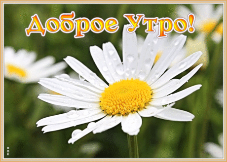 Открытка доброе утро с ромашкой
