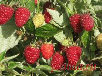 Выращивание малины. Интересная технология выращивания малины