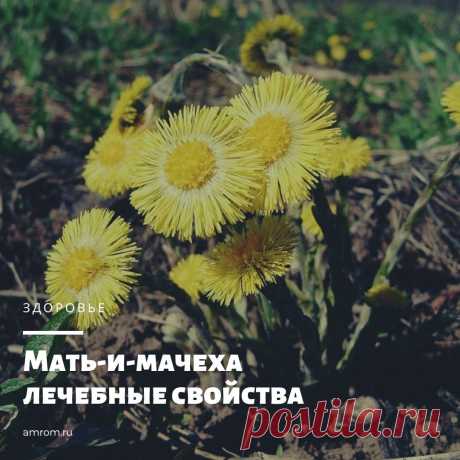 Мать-и-мачеха. Представляет собой многолетнее растение семейства Астровых. Единственный его представитель – мать-и-мачеха обыкновенная. Научное название появилось от латинского «tussis» (кашель) и…