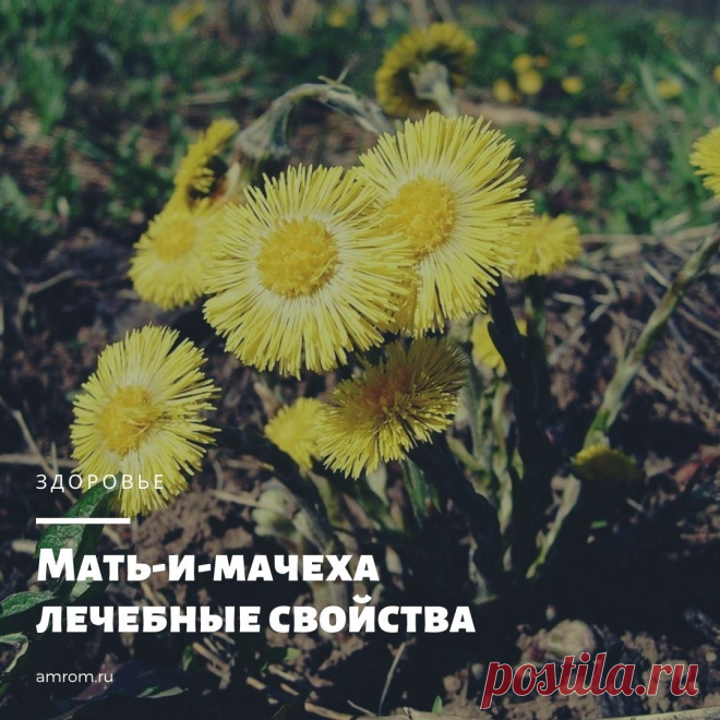 Мать-и-мачеха. Представляет собой многолетнее растение семейства Астровых. Единственный его представитель – мать-и-мачеха обыкновенная. Научное название появилось от латинского «tussis» (кашель) и…