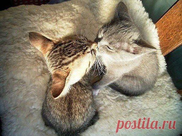 Целуйте любимых чаще!