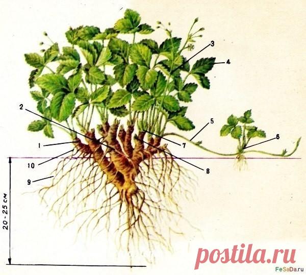 ПОЛЕЗНОЕ О ВЫРАЩИВАНИИ КЛУБНИКИ         ПОЛЕЗНОЕ О ВЫРАЩИВАНИИ КЛУБНИКИ        
Сохрани шпаргалку, поделись с одноклассниками! 

Клубника (садовая земляника) - многолетнее травянистое вечнозелёное растение с регулярным обновлением листьев. Наблюдаются две волны активного роста листьев - весной в начале вегетации и летом после сбора урожая. Наибольшая потеря листьев происходит в период с поздней осени до весны при пониженных температурах воздуха и отсутствии снежного покров...
