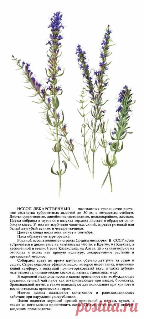 Иссоп лекарственный