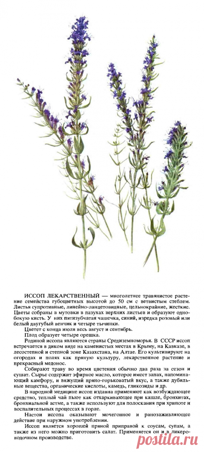 Иссоп лекарственный