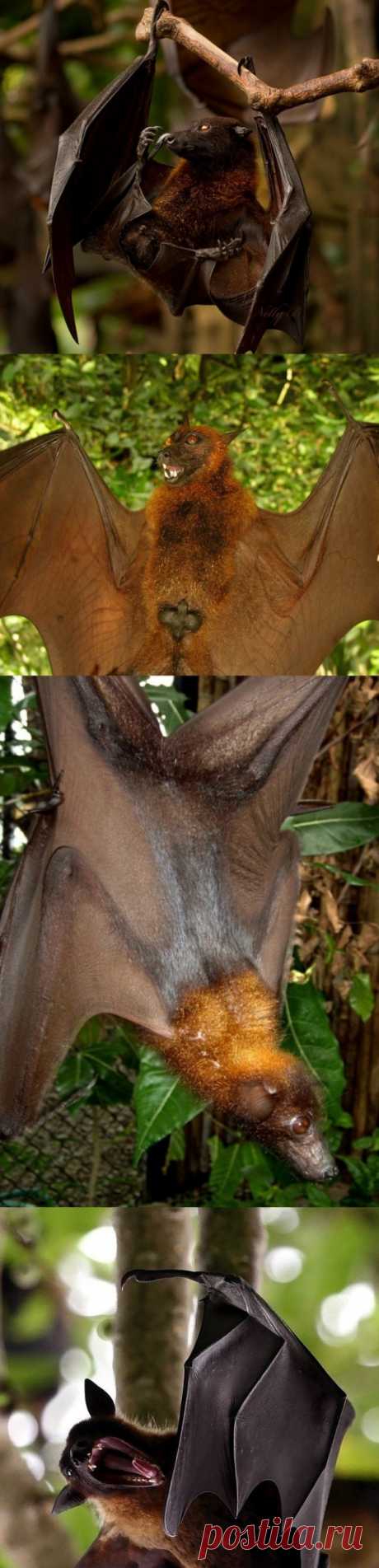 Это гигантская летучая лисица - наибольший представитель отряда рукокрылых. Она достигает 40 см в длину, размах ее крыльев до 1,5 метров, а вес более 1 кг