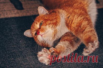 У домашних кошек уменьшился мозг. Ученые Венского университета и Национального музея Шотландии обнаружили, что размер мозга домашних кошек меньше, чем у их африканских предков. Это связано со снижением количества клеток нервного гребня, которые участвуют в реагировании на опасность, поскольку одомашненные животные сталкиваются с меньшими угрозами.