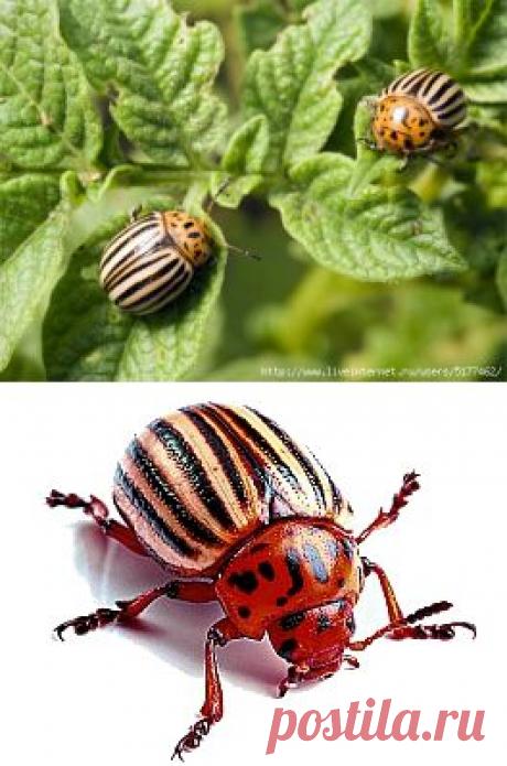 Народные средства и способы борьбы с колорадским жуком.