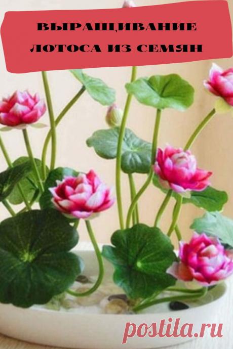 выращивание лотоса из семян
