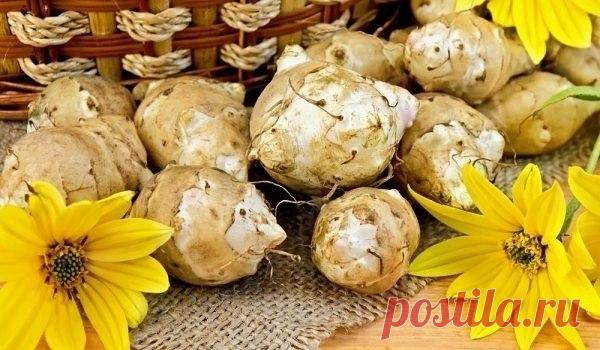 Вечный картофель. Топинамбур &#8212; Планета и человек